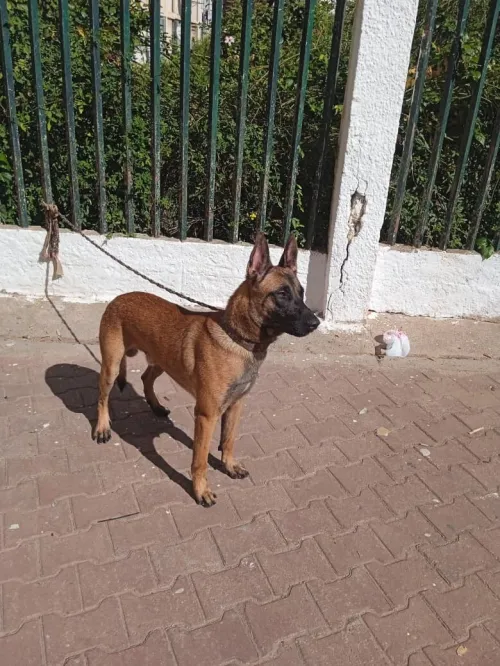 Chien malinois avendre