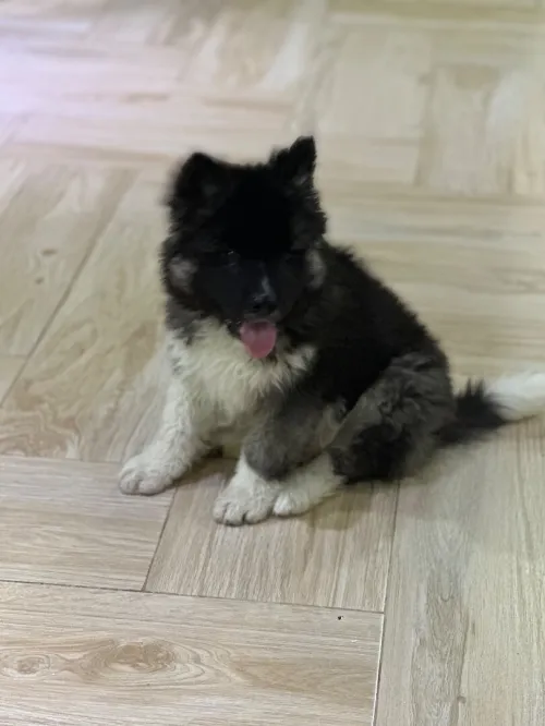Chien akita american 