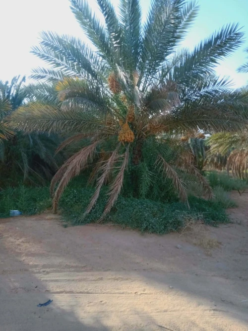 Vente Terrain Agricole Ouargla Ain beida