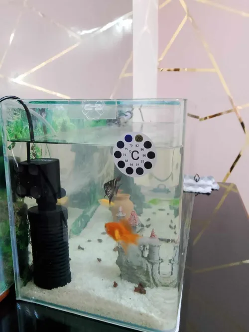  Aquarium importation 
