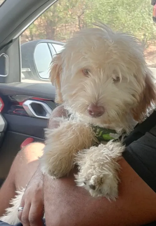 Caniche bichon 