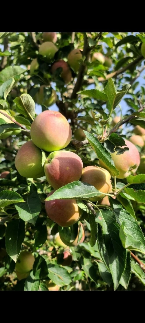 Vente Terrain Agricole Khenchela Tamza
