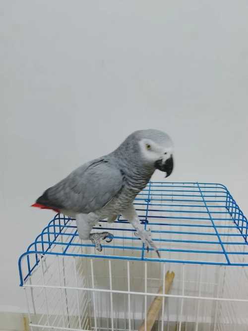 Piroki gaboni