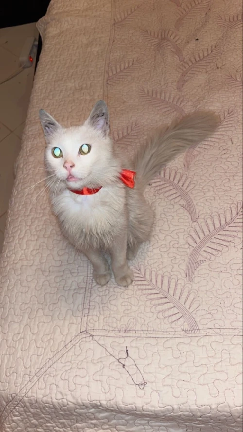 Chat angora poile long
