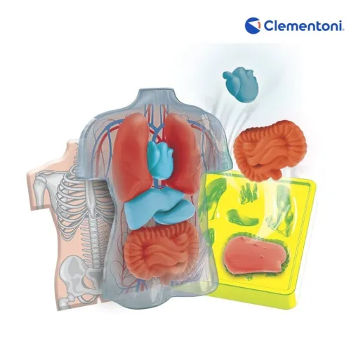 Mini Labo D'anatomie