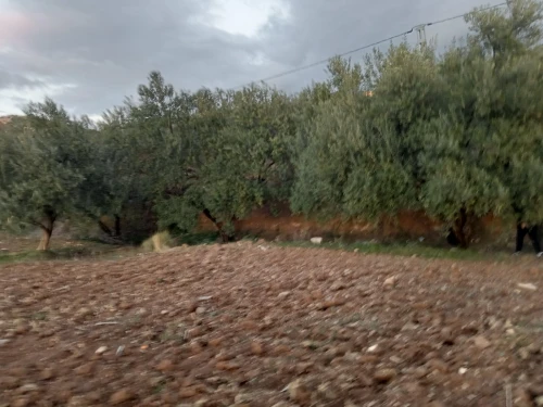 Vente Terrain Béjaïa Boudjellil