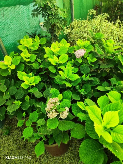 Gazon naturel 