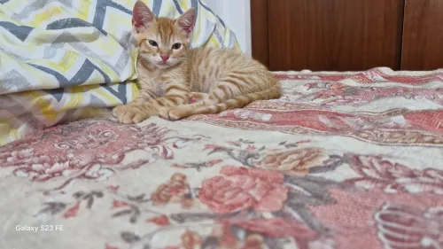 Chat pour adoption 