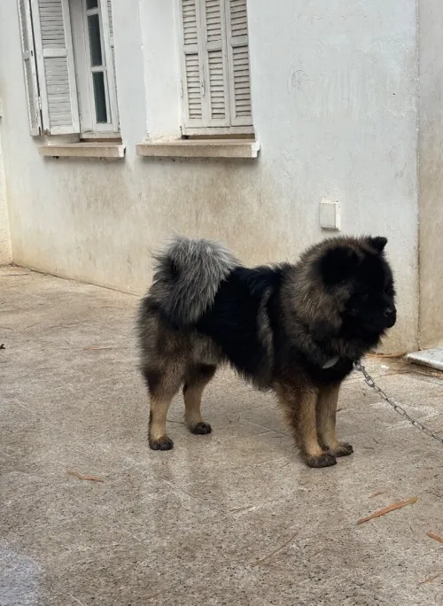Chowchow