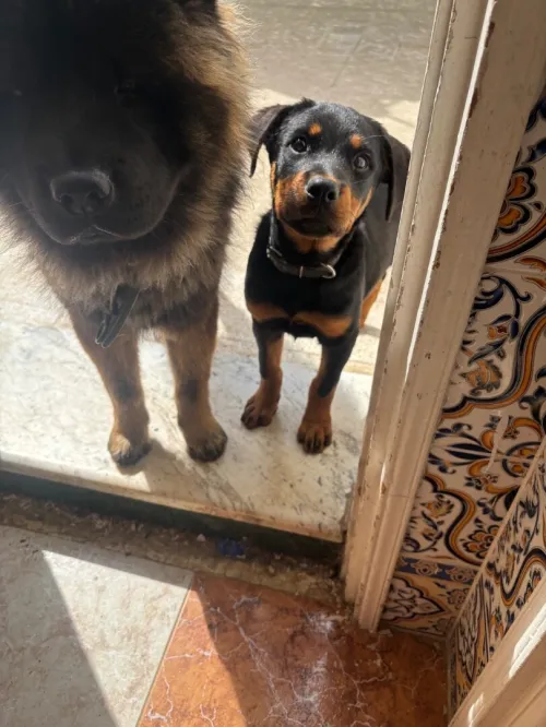 Rottweiler pure race 