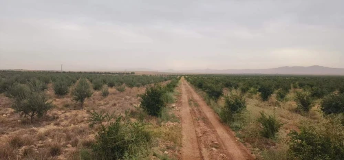 Vente Terrain Agricole Djelfa Bouira lahdab 17