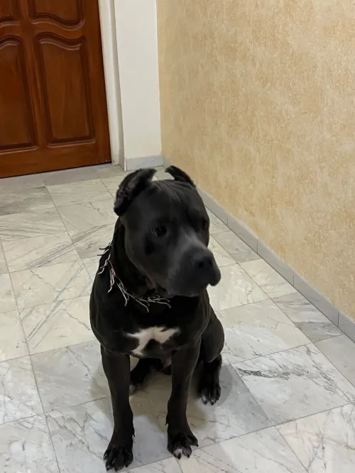 Chien canné corso italie  à vendre