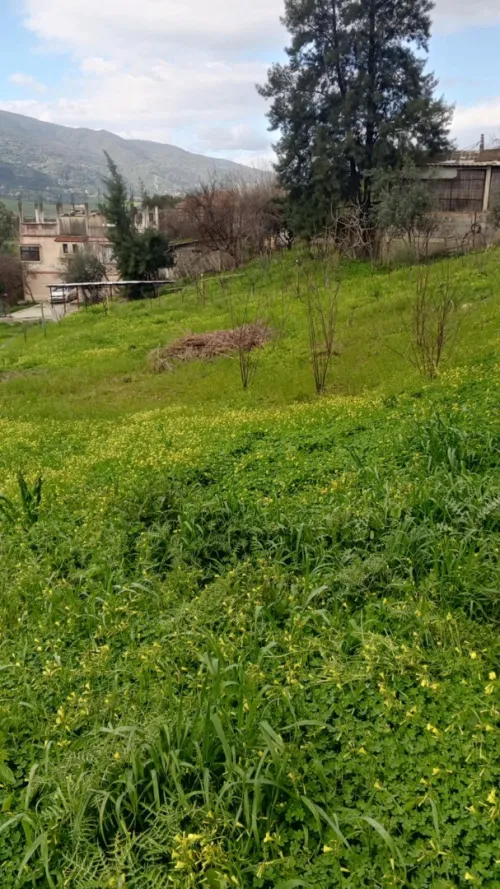 Vente Terrain Tizi Ouzou Sidi naamane