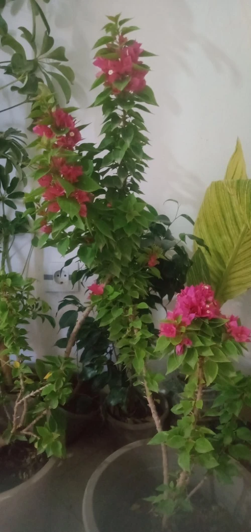 Jardinier