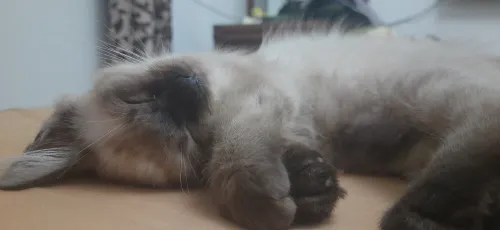 Siamoise