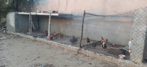 Vente Terrain Agricole Khenchela Remila