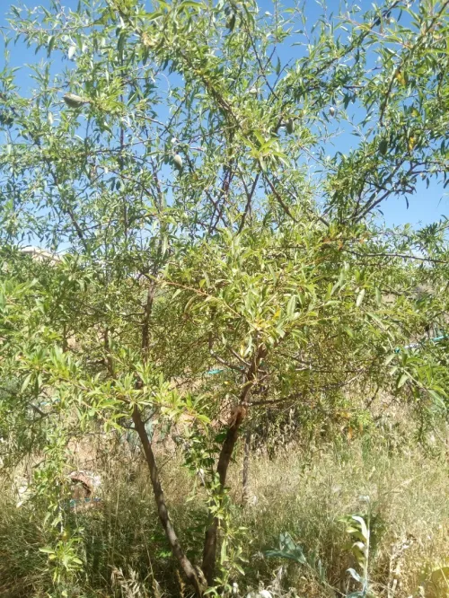 Vente Terrain Agricole Tlemcen Ain fezza