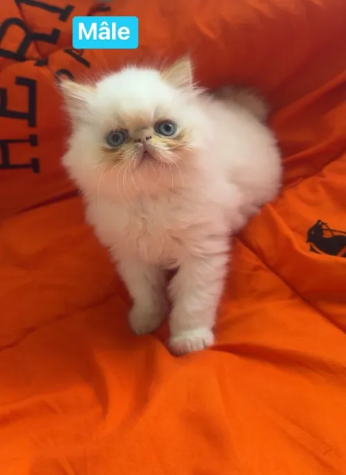 Chat persan peky face et himalayen