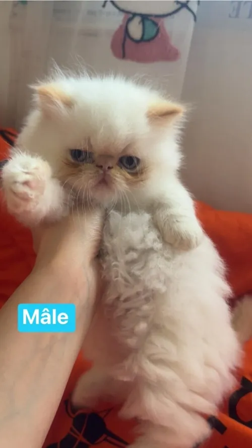 Chat persan peky face