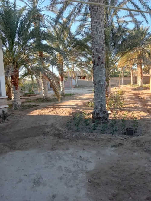 Location vacances Villa Biskra Tolga