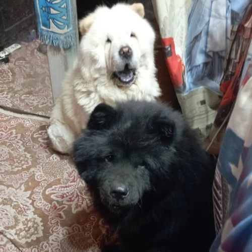 Chow chow