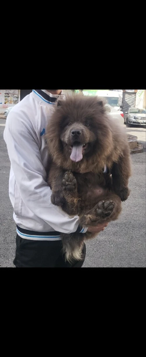 Chow chow phénomène