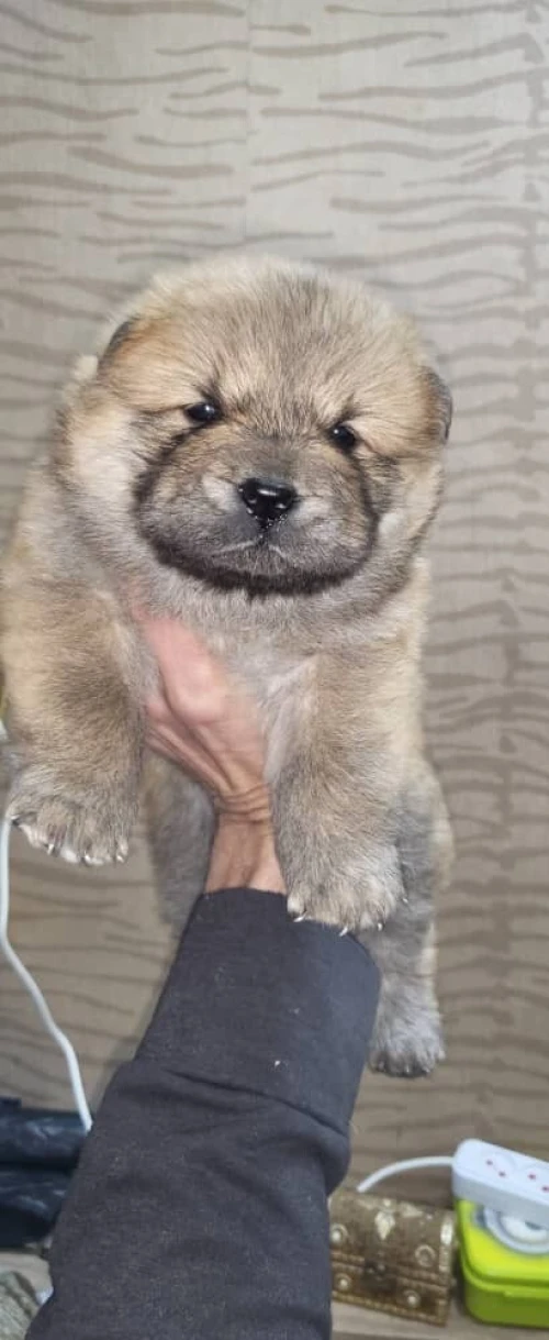 Chow chow