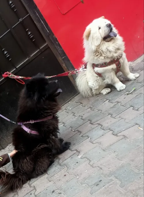 Chow chow