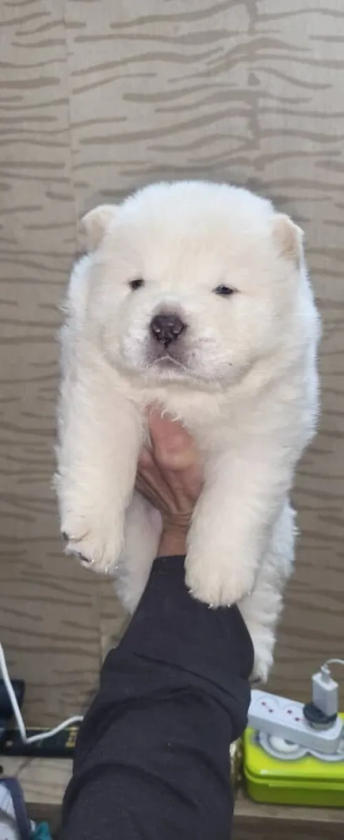 Chow chow
