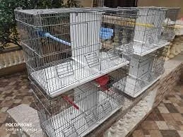 cage pour oiseaux 