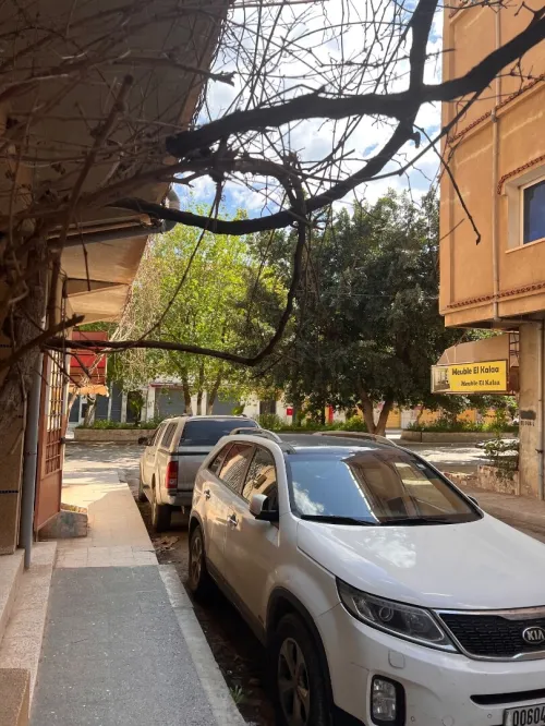 Location Local Tipaza Kolea