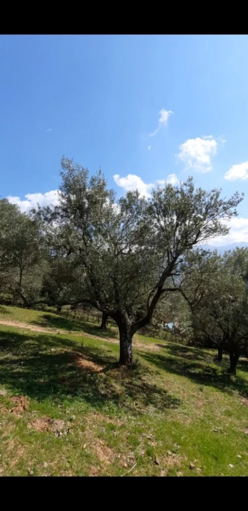 Vente Terrain Agricole Tizi Ouzou Ouacif
