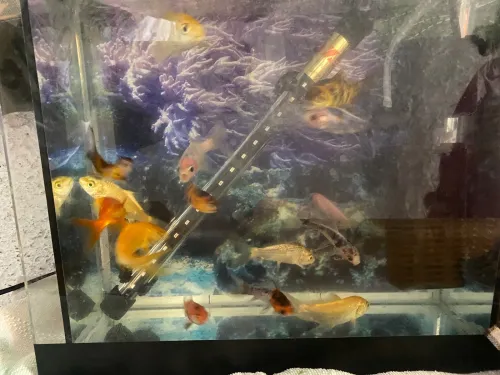 Aquarium Poisson +15 poissons Diffirent