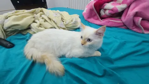 Angora & Ragdol 