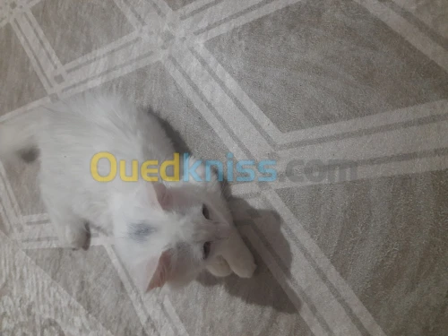 قطة منزلية بوقوصة للبيع