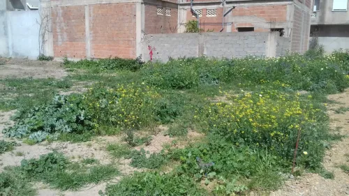 Vente Terrain Alger Ouled chebel