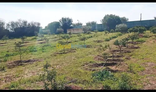 Vente Terrain Agricole Mostaganem Ouled el kheir