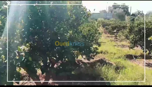 Vente Terrain Agricole Mostaganem Ouled el kheir