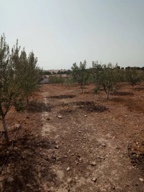 Vente Terrain Agricole Sidi bel abbes Sidi dahou de zairs