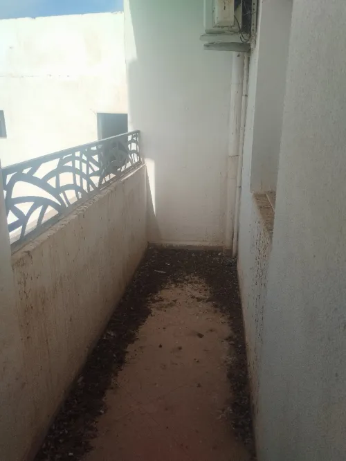 Vente Appartement F3 Sidi Bel Abbès Sidi bel abbes
