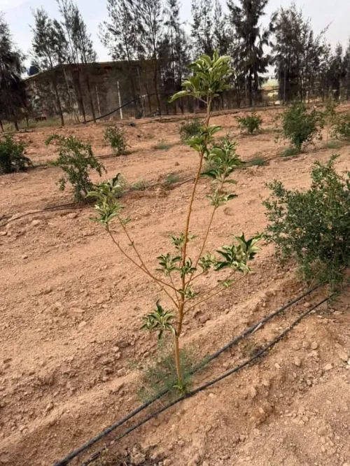 Vente Terrain Agricole Sidi Bel Abbès Lamtar