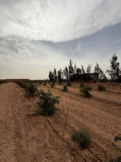 Vente Terrain Agricole Sidi Bel Abbès Lamtar