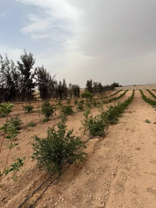 Vente Terrain Agricole Sidi Bel Abbès Lamtar