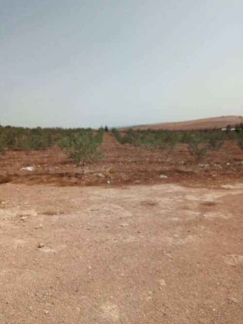 Vente Terrain Agricole Sidi bel abbes Sidi dahou de zairs