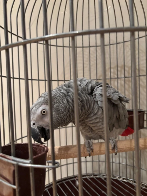 Perroquet Gabonais 