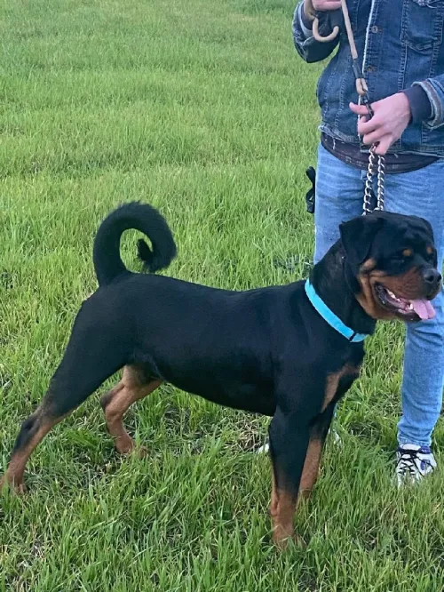 Un mâle rottweiler