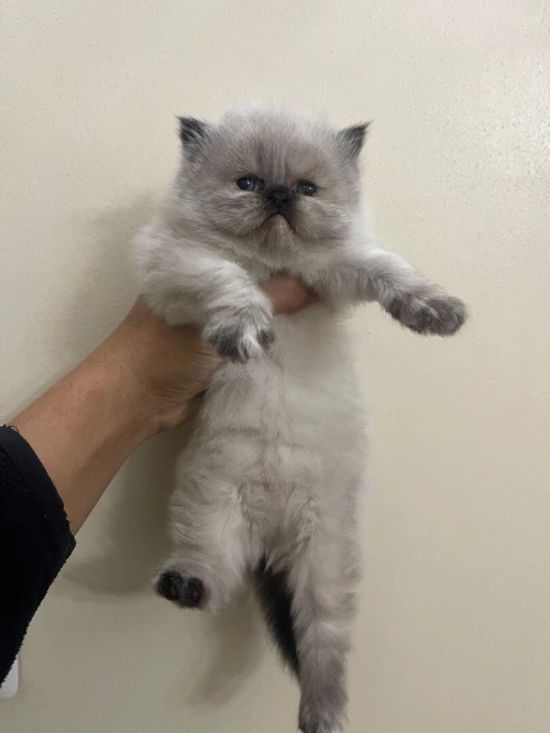 Chaton persan himalayan.