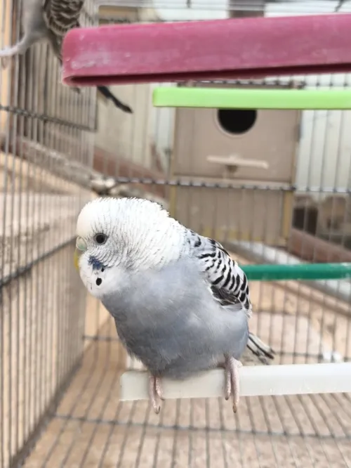 Perruche بيريش جميل جدا