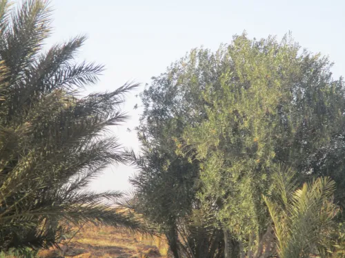 Vente Terrain Agricole Biskra El haouch