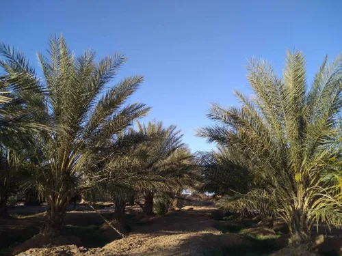 Vente Terrain Agricole Biskra El haouch